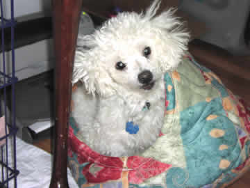 A white blind & deaf dog is looking out the top of a cloth igloo.
