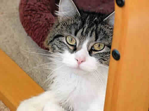 Abby the cat has her back paws on the floor and her front paws on the arm of a chair, looking at you.