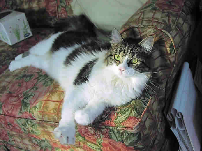 Abby the cat is lying on a couch and looking up at you.