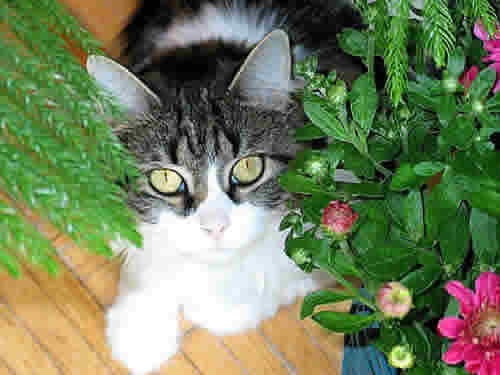 Abby the cat is looking up at you through some plants.