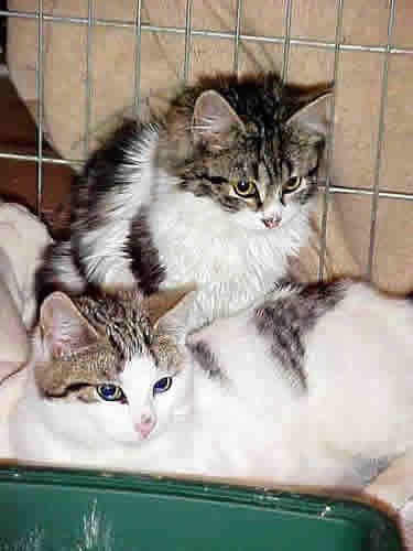 Abby & Harry, 2 little cats, are huddled together at a rescue shelter.