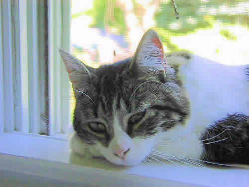 Abby the cat is lying on the window sill, looking at you.