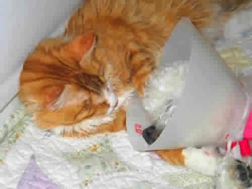 A blind & deaf white dog wearing an e-collar after surgery is leaning her head on a blind orange cat.