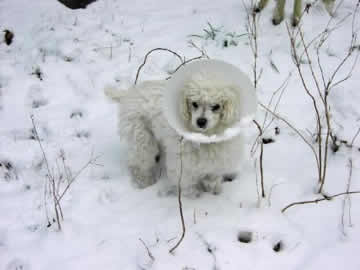 A white blind & deaf dog is wearing an e-collar in the snow, but the e-collar has scooped up some of the snow.