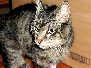 Ember is standing, her lead turned a little toward the left of the screen. She has green eyes, and her fur is full of shades of brown and black in tortoise patterns.