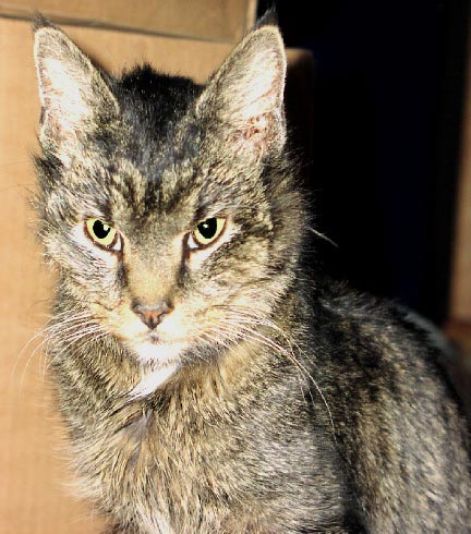 This is Ember's face.