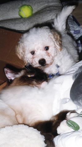 Leon & Dhama are putting their heads together as they lie down.