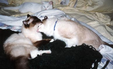 Lucy is grooming Leon; Snow is in the background.