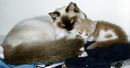 A very young & tiny Pumpkin is snuggled into Leon.