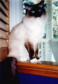 Leon is sitting in a window, with the porch and a rocking chair in the background. He is looking at the camera with his blue eyes, smiling.