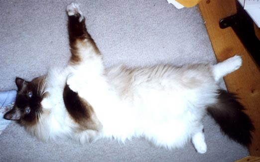 Leon's first dance step, lying on his back, waving his front paws up in the air.
