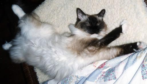 Leon is doing his third dance move, lying on his back and twisting his front legs far above his head and his back legs way down to the right.