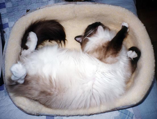 Leon's fourth dance move, lying on his back and fitting himself into a small oval.