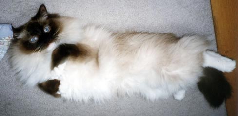 Leon's fifth dance move, lying on his back, drawing his front paws together, peddling his back paws, and looking right at you.