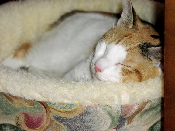Harmony is snuggled into her circular cloth bed that's about 15 inches
      in diameter. She's surrounded by a wall about 5 inches tall of very soft
      cotton. Harmony is partly white, though the upper part of her face and
      her back are patterned in brown and black. Her eyes are closed and she's
      sound asleep.