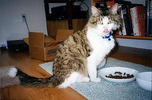 Huckleberry is sitting in front of his food bowl, facing the right of the
    screen. His back and sides are brown and black in tiger-pattern. The
    middle of his face, his chest, and front paws are white. He is obviously
    enjoying his food, licking his lips with his tongue way out, touching his
    nose.
  