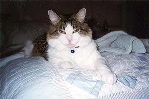  Huckleberry is lying down, facing the camera. He's on a patchwork white, blue, and purple patchwork quilt. One of his large paws--he had
    6 toes on each foot--is stretched out toward the camera.