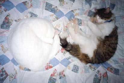 Huckleberry and Snow are curled up together, sleeping on a patchwork quilt.