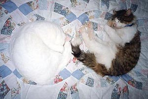 Huckleberry and another cat, Snow, are both asleep on a patchwork quilt.
        They are on their sides, curled up into little circles. Snow's face is
        hidden in her paws but Huckleberry is clearly smiling.