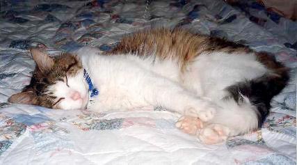 Huckleberry is sound asleep on the bed.