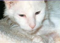 A close-up view of June's face. The camera didn't pick it up, but she's purring loudly while this picture was being taken. (Of all the cats who
    have lived as part of our family, June, who was deaf, had by far the
    loudest, most wonderful purr.)