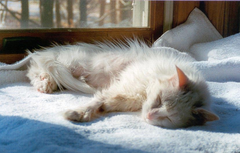 June is asleep in the window seat, the sun lighting up her white fur.
