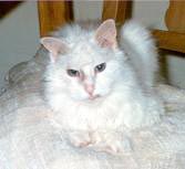 June is lying down on a chair, another of her favorite places, facing the camera.