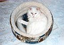 This photo was taken from above a circular cloth pet bed about 15 inches in diameter, whose sides were about 6 inches tall and lined with textured cotton. A friend had given it to us for one of our small dogs. June, who is curled up in it, notified the dog that he was free to use it any time she wasn't around.