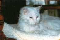 June is lying down in a rocking chair, all curled up, but with her head raised, looking toward the screen. As with so many of these pictures, the camera didn't record it but she was purring very loudly.