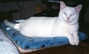 Snow, a wonderful blind white cat with opaque blue eyes and pink ears, sits on a cushion facing you, smiling