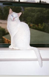 Snow is sitting sideways on a window ledge, her  head turned to face you, smiling.