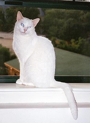 Snow, sightless, was never afraid to jump up into the window, where she's sitting now.