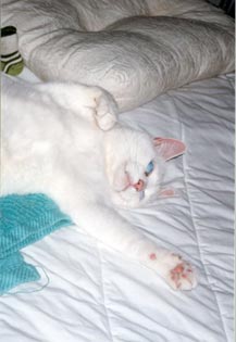 Snow has rolled onto her back, her left front paw drawn in, her right front paw stretched out, as if dancing.