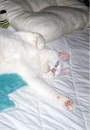 Snow is lying on her back, happily stretching.