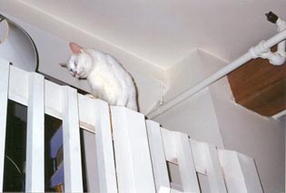 Snow is walking fearlessly on a thin railing along a loft, more than a story down to the lower level.
