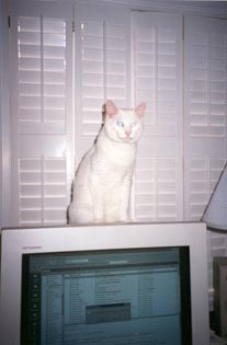 Snow is facing you, sitting happily on top of my computer monitor.