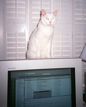 Snow is sitting on top of the monitor, where she often kept me company as I worked.