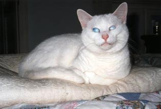 Snow is lying down on a white cushion, facing you with a smile of joy and contentment.