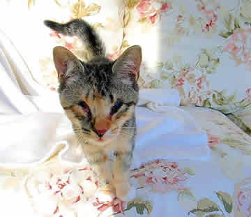 A small kitten is standing on a couch, looking at the camera.