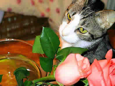 A little cat face looks up through some roses.