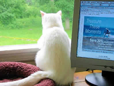 A cat is looking out a window next to a computer monitor which says "Treasure These Moments."
