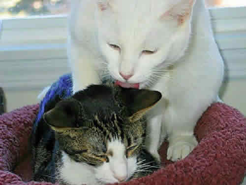 Moon, a cat, is licking his sick brother's head.