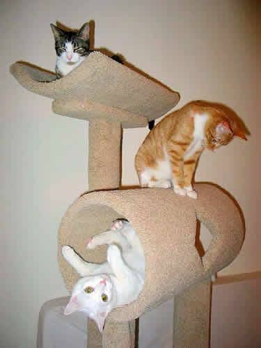 3 cats are having fun, each on a different level of a platform.