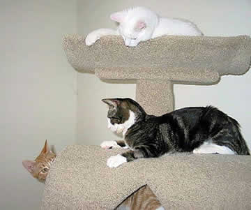 Three little cats are playing together.