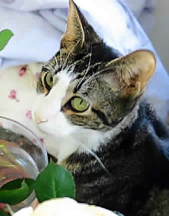 A little cat is climbing up to drink some water from a vase in which roses are kelp.