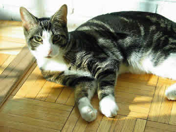 A little cat is lying in the sunlight on the floor, looking at you.