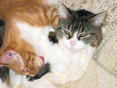 Flutie the cat is licking Abby the cat as she is smiling.