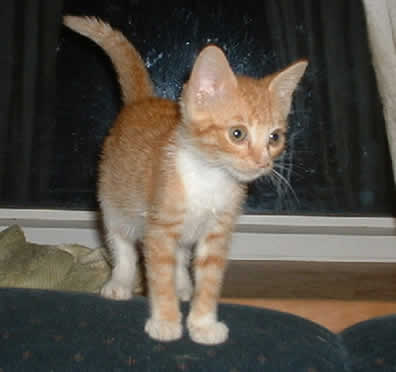 A tiny organe & white cat is standing on a pillow.