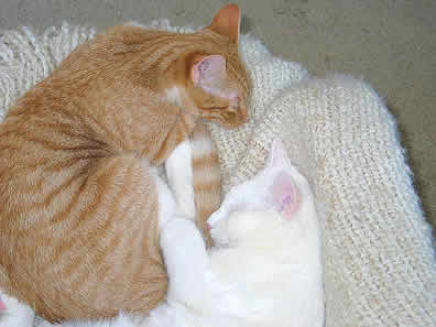 An orange cat, Flutie, is cuddled up with a white cat, Moon.