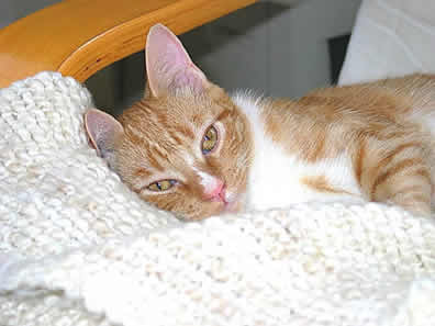 A little orange and white cat is lying in a chair looking at you.